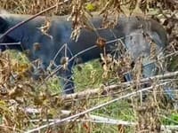 Černobyľ znova straší: Modré psy znepokojujú miestnych aj vedcov! Čo sa tam deje? TOTO by mohlo vysvetliť záhadu