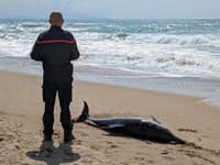 Z oceánu prichádza VAROVANIE: Delfíny s poškodeným mozgom sú len začiatok! Ohrození môžu byť aj ľudia, hrozí KATASTROFA?