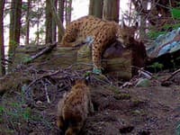 V slovenskih gorah s fotopastjo posneli risa z mladiči