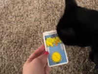 Čierny kocúr, ktorý vraj neveští nič dobré... až kým nezačal vykladať tarot! Jeho predpovede mrazia v kostiach