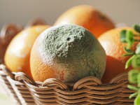 Tento MÝTUS vás môže stáť zdravie: Stačí odkrojiť plesnivý kúsok jedla alebo ho musíte vyhodiť celé? Odborník má jasno!