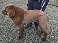 Video z Írska vyvolalo paniku: Po lese sa mal potulovať LEV! Pravda, ktorú odhalila polícia, vás rozosmeje