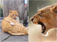 Minúty hrôzy na základnej škole: Úplný LOCKDOWN pre falošného predátora! Učiteľka si pomýlila LEVA s tučnou MAČKOU