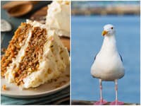 Vtipná krádež maškrty: VIDEO Drzá čajka vytrhla koláč malému Arlovi priamo z rúk!