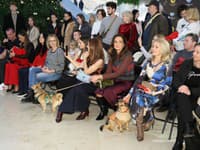 Módna prehliadka so psami. 