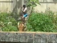 SMRTEĽNÁ chyba! Vyliezol do výbehu LEVICE… a prišiel o život: VIDEO len pre silné povahy