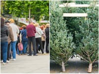 Dnes samozrejmosť, vtedy zázrak: TAKTO sa zháňali stromčeky za socializmu! Čakalo sa dlhšie než na banány