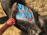 Neónovo modré vnútornosti?! Lovci ostali v šoku, čo našli vo vnútri divých ošípaných: Odborníci bijú na poplach