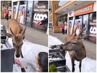 TOTO nie je Disney: Žena v Tatrách pred hotelom kŕmila jeleňa, VIDEO situácia sa zvrhla
