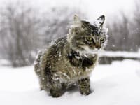 Internet má nového miláčika: VIDEO Sibírsky kocúr uvidel prvý raz sneh… TÚTO reakciu nečakal nikto!