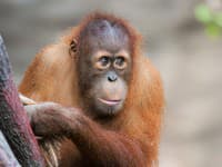 Šokujúce nešťastie pred otvorením zoo: Obľúbený akrobat už návštevníkov neuvidí! Pád do vody bol osudný