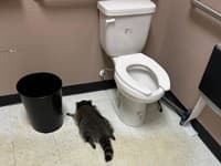 Opitý bandita zdemoloval obchod s alkoholom: Medvedík čistotný bol NA MOL! Ochranári neverili vlastným očiam