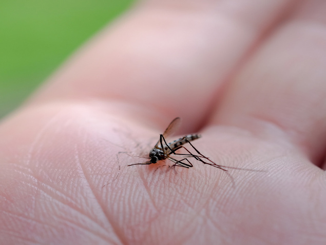 VIDEO Komáre ničia životy