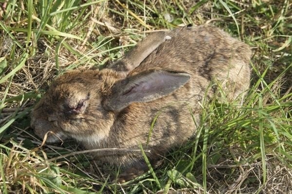 Myxomatóza spôsobí, že králikom napuchnú očné viečka. Pôsobia ako bez očí.