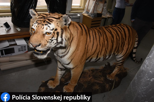 Podnikateľ nevedel preukázať spôsob nadobudnutia tigra. Celková spoločenská hodnota exempláru predstavuje 28-tisíc eur.