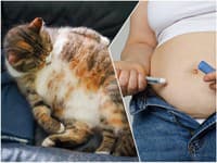 Mačky na Ozempicu? Populárny liek na chudnutie mieri k domácim miláčikom! Novinka z laboratórií prekvapila majiteľov