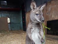 Psík nie je originálny: Otec chcel dať deťom KLOKANA! Vianočný darček UŠIEL skôr, než ho videli deti