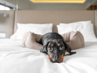 Tichá IGNORÁCIA! Jazvečík sa otočil chrbtom k majiteľke, aby ju potrestal: Skutočný dôvod jeho trucovania? Zasmejete sa