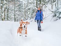 Kedy je prechádzka so psom NEBEZPEČNÁ? Veterinár radí: Ak klesne teplota pod TÚTO hranicu, radšej zostaňte v teple!