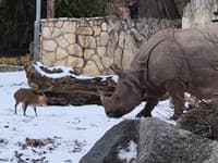 Internetová SENZÁCIA z poľskej zoo: Skoro dvojtonová Maruška vs. trpaslík! VIDEO, ktoré obletelo svet