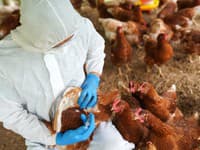 Vedci simulovali novú pandémiu: Vtáčia chrípka by sa medzi ľuďmi šírila RÝCHLEJŠIE než COVID! Hrozí globálna katastrofa?