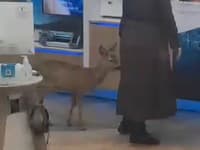 Nečakaná návšteva v nákupnom centre: VIDEO Srnka vošla do predajne a vyvolala rozruch! Zákazníci vytiahli mobily