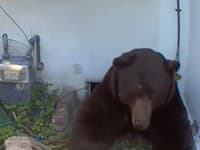 Pod domom mu býval OBROVSKÝ medveď a ničil všetko navôkol: Odvážny pracovník k nemu vliezol... a TAKTO to dopadlo!