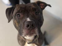 Pes si odomkol DVOJE DVERE útulku a ušiel: Internet je presvedčený, že ide o AI! Pravda je však omnoho DOJEMNEJŠIA