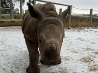 Zimná rozprávka v zoo: VIDEO Malé nosorožce uvideli prvýkrát v živote sneh a ich reakcia vás rozosmeje!