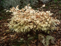 TENTO buk popiera všetko, čo poznáte o rastlinách: ŽIADNA fotosyntéza a zelené listy! Cukry získava cez TAJNÉ spojenie