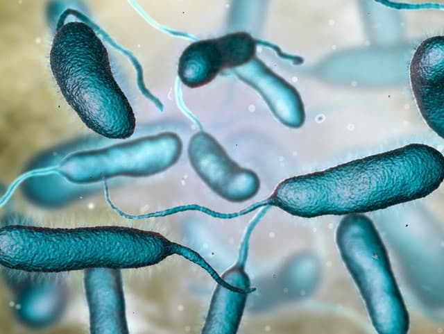 Baktéria Vibrio vulnificus