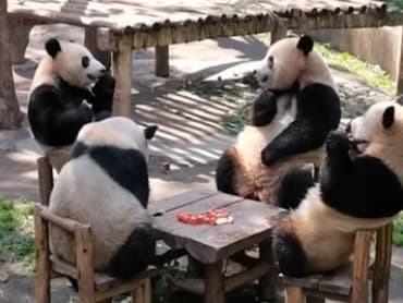 Neuveríte, čo robia pandy