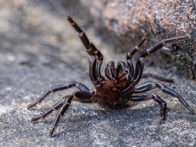 Vyzeral ako vzácna ozdoba