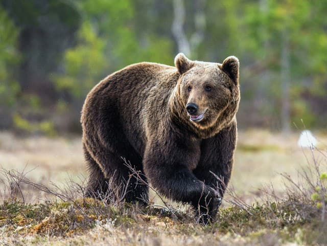 Útoky medveďov na ľudí