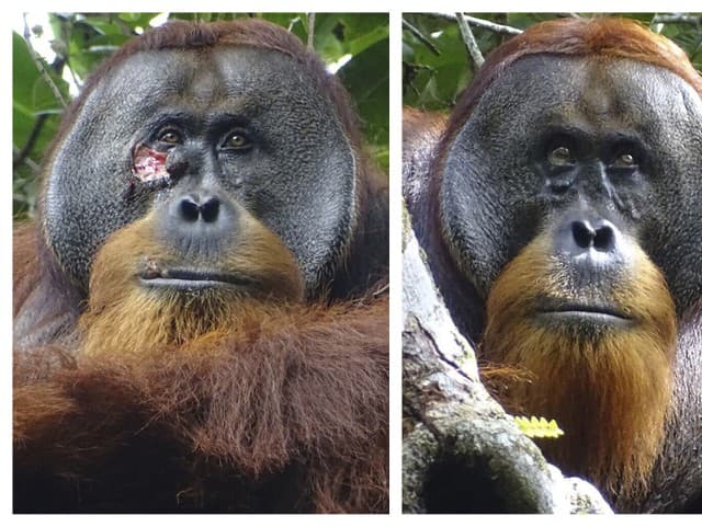Orangutan si ošetroval ranu