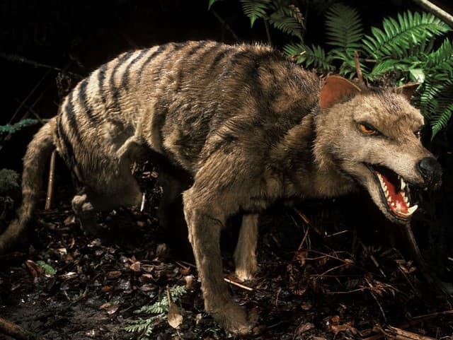 Tasmánsky tiger