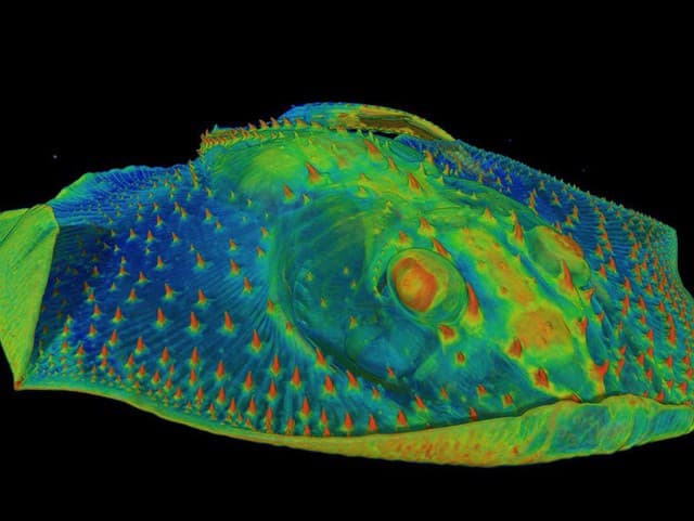 snímka počítačovej tomografie Anatolepis