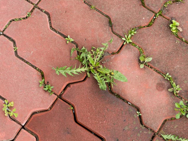 Nepríjemná burina medzi zámkovou