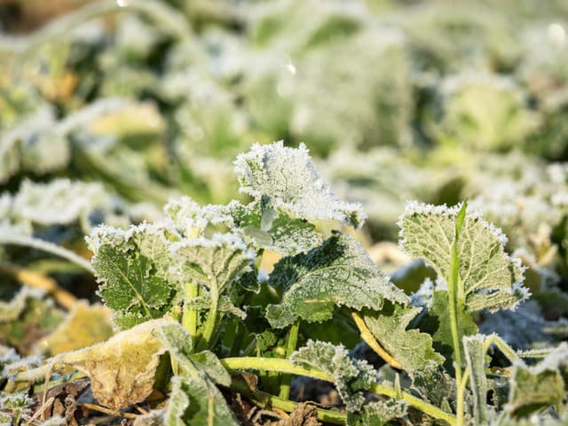 Pozor na mráz! Meteorológovia