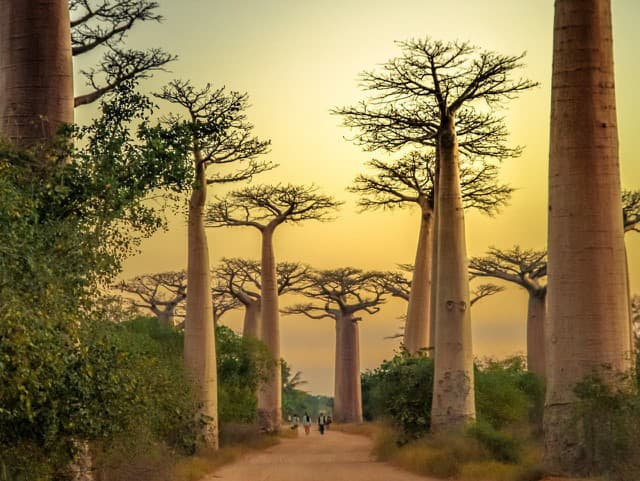 Madagaskar - exotický raj