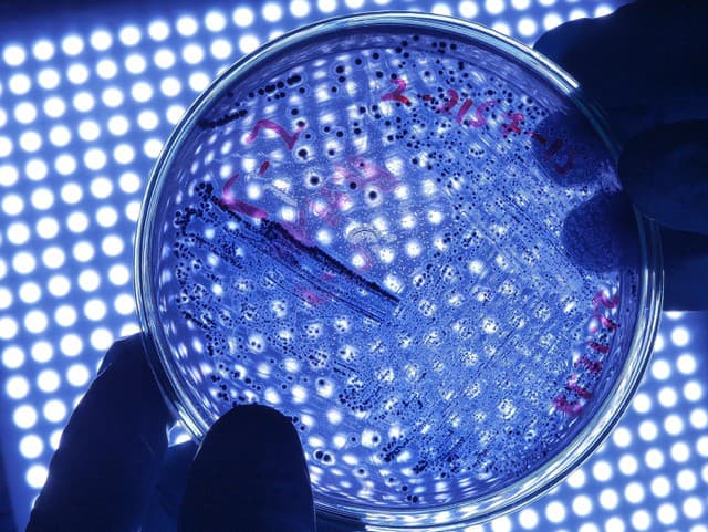 Mikrobiológ spravil NAJNECHUTNEJŠÍ test