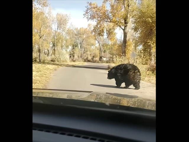 Medveď šokuje svojimi enormnými