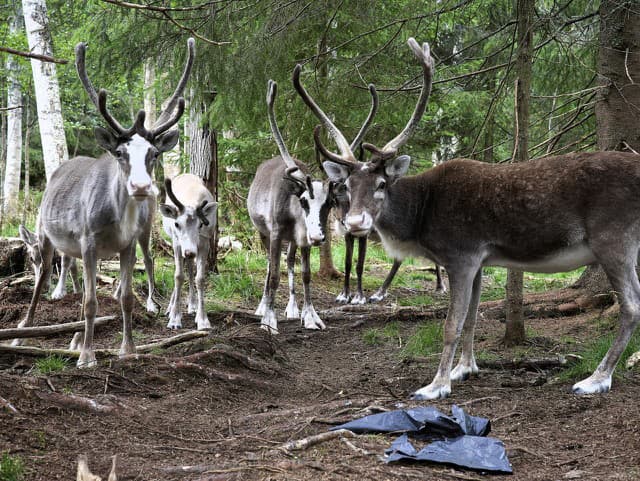 10 zaujímavostí o soboch: