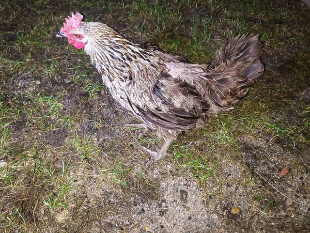 Sliepka Lída zalarmovala políciu.