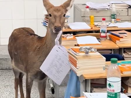 Laň v čínskej škole