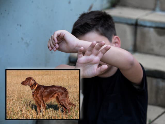 Pes zaútočil na chlapca