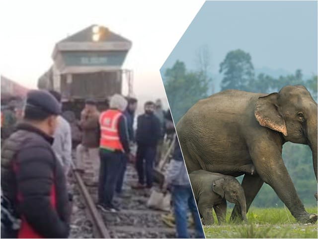 Tragédia v Indii: Slony