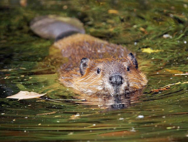 Poľsko schválilo odstrel až