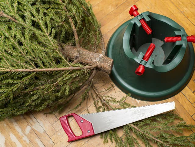 Vianočný stromček môže vydržať