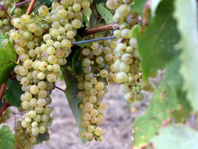 Muškát žltý 